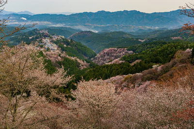 Yoshino cherry blossom