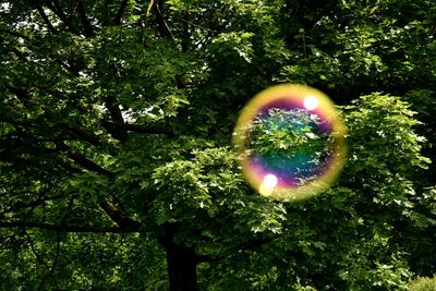 Illuminated crystal ball on tree