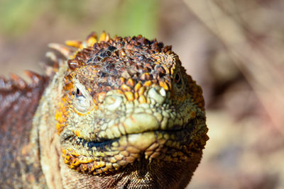 Close-up of a lizard