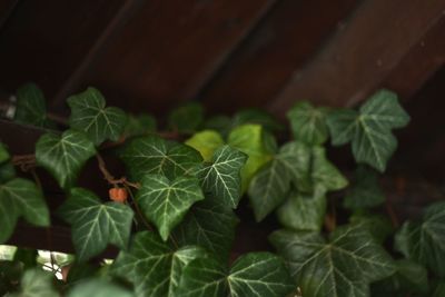 High angle view of green leaves on plant