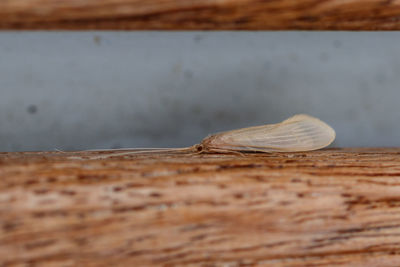 Close-up of an insect on wood