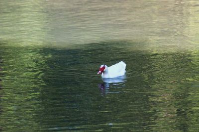 Swan floating on lake