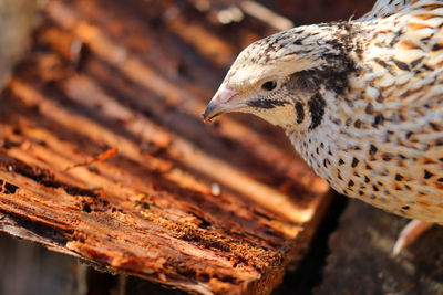 Isabell colored laying quail in species-appropriate handling