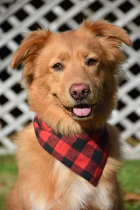 Very cute yarmouth toller dog with a plaid bandana.