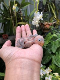 Close-up of hand holding small