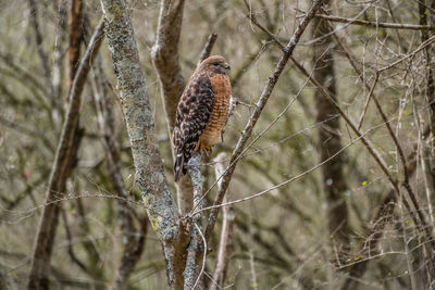 Close-up of bird perching on branch