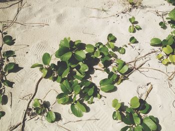 High angle view of plant growing on wall