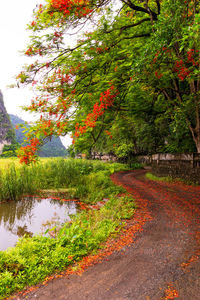 Footpath by trees during autumn