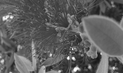 Close-up of cat by plants