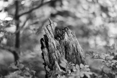 Close-up of plant growing on field in forest