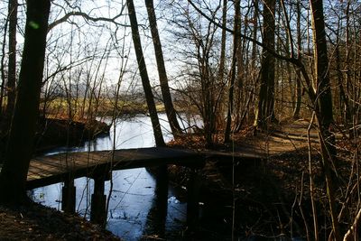 Reflection of trees in lake against sky