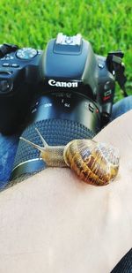 High angle view of snail