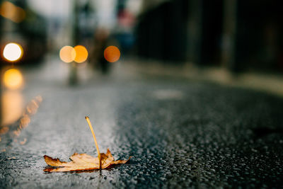 Close-up of leaf on wet street