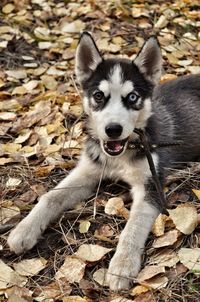 Portrait of dog on ground