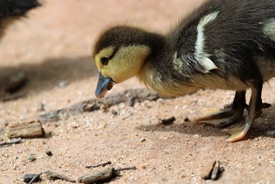 Close-up of duck on field