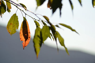 Close-up of leaves on branch during autumn