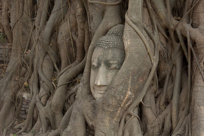 Head of buddha statue in the tree roots 