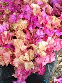 High angle view of pink flowering plant during autumn