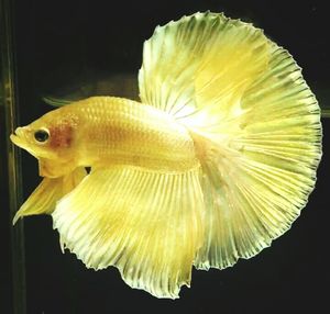 Close-up of fish underwater