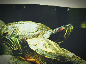 Close-up of turtle in container