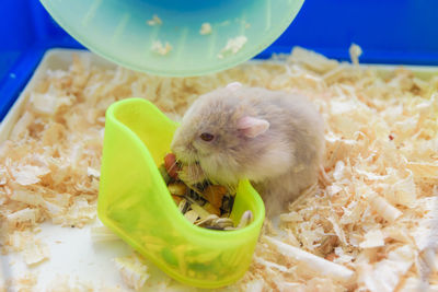 Cutie small hamster mouse eating in its cage