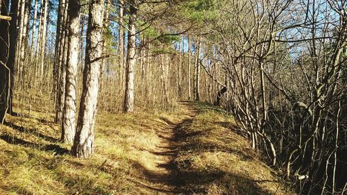 Trees in forest