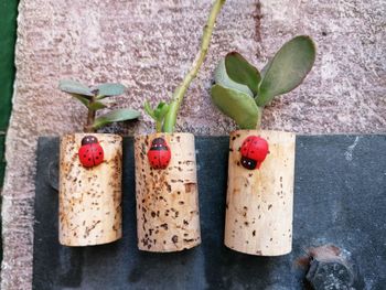 Directly above shot of fruits and plant in container