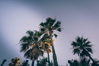 Low angle view of palm tree against clear sky