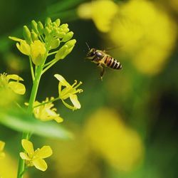 Close-up of bee pollinating on flower