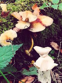 High angle view of mushrooms growing outdoors