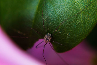 Close-up of spider