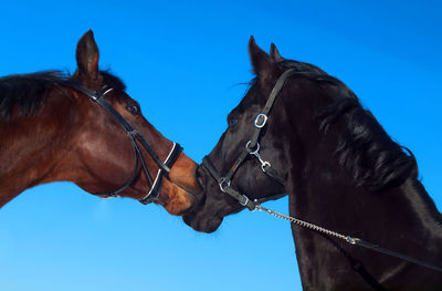 Close-up of horses against clear blue sky