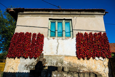 Low angle view of red flowering plant against building