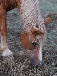 Close-up of horse on field