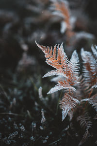 Close-up of maple leaves on tree during winter