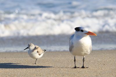 Seagulls on beach