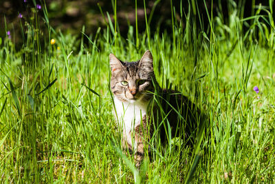 Portrait of cat on field