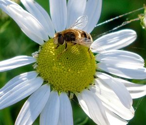 Close-up of bee on white flower