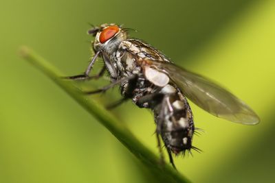 Close-up of housefly on flower