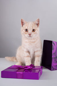 Portrait of cat on purple box against white background