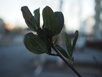 Close-up of plant