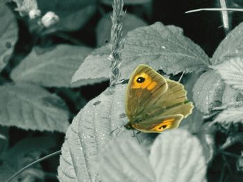 Close-up of butterfly on yellow flower