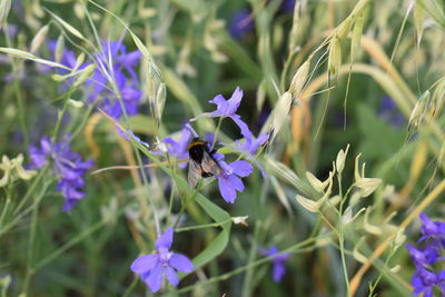 Close-up of bee pollinating on purple flower