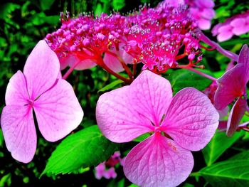 Close-up of pink flowers blooming outdoors