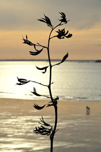 Silhouette plant by sea against sky during sunset