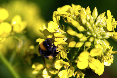 Close-up of bee pollinating on yellow flower
