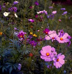 Close-up of pink flowers