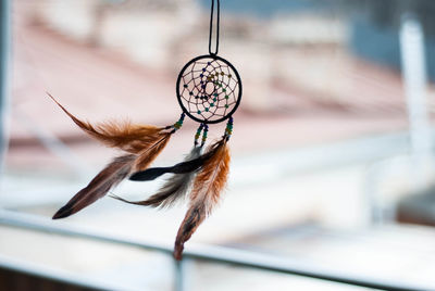 Close-up of feather hanging