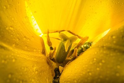 Close-up of yellow flower