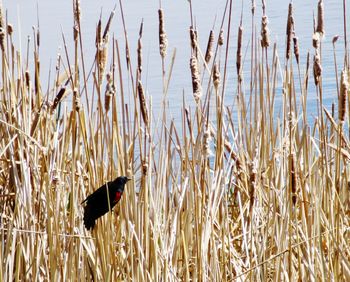 Black bird on grass